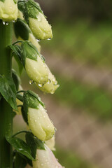 Wild Foxglove flower. Digitalis Purpurea flower on green background. Summer garden. Close up of white digitalis Purpurea flower, common Foxglove, purple Foxglove . White bells. Garden Flowers. 