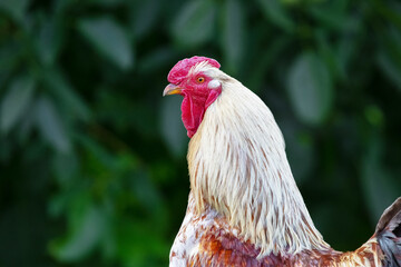 Rooster with light feathers close up in the garden on a dark blurred background in profile