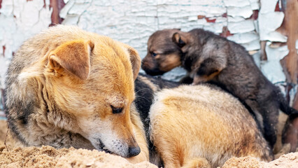 A dog with his little puppy is resting on the sand