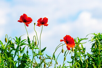 Red poppy on a background of blue sky with white clouds, wildflowers