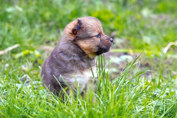 Little cute puppy sitting in the garden in the grass