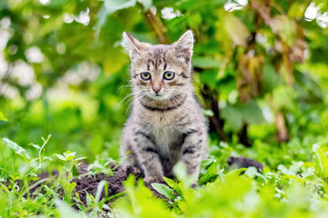 Small striped kitten sitting in the garden on a background of greenery