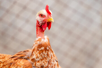 Brown chicken breed naked neck close up on blurred background