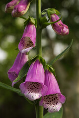 Floral background of bells. Garden Flowers. Wild Foxglove flower. Digitalis Purpurea flower on...