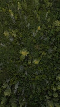 Top view of the forest