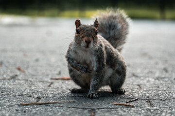 Naklejka na ściany i meble Squirrel - Central Park - New York