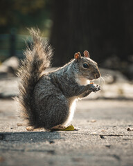 Squirrel - Central Park - New York