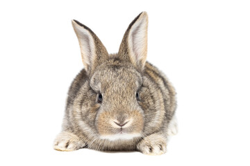 gray fluffy rabbit looking at the signboard. Isolated on white background.