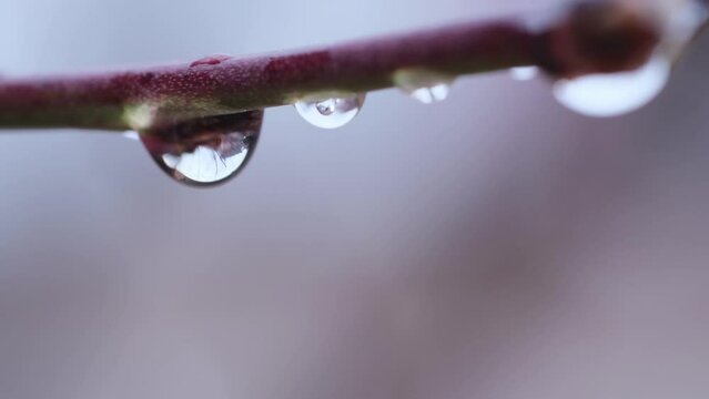 Raindrop on a windrow
