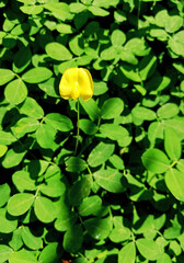 " Kacang Kacangan" plant,growth on the park garden