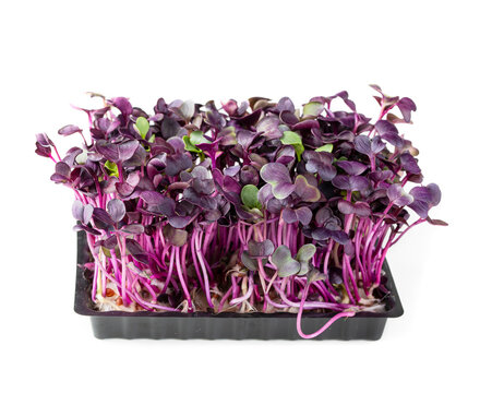 Sango Radish Sprouts