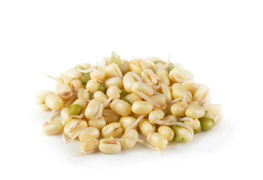 Mung Bean Sprout