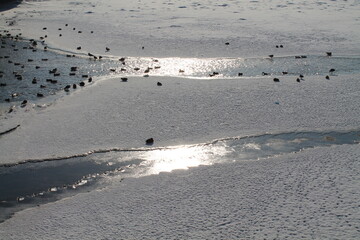 Ducks on ice-covered water on a sunny day