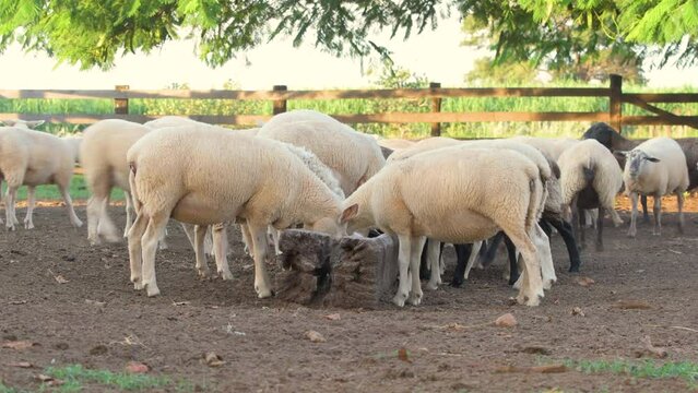 Sheep fighting for space in the feeder to eat silage. Sheep headbutting.