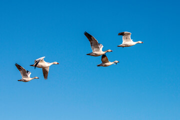 Snow Geese in flight