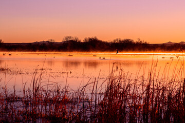 sunset on the lake, birds in flight