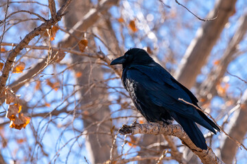 crow on a branch