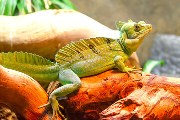 green lizard on a tree