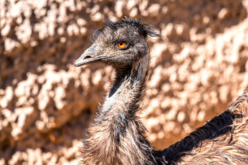 close up of a ostrich