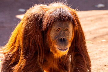 Portrait of an orangutang at the zoo