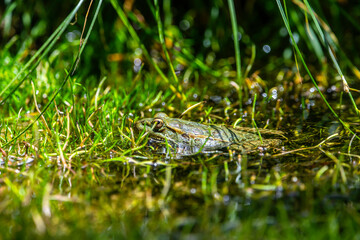 Frog in the grass