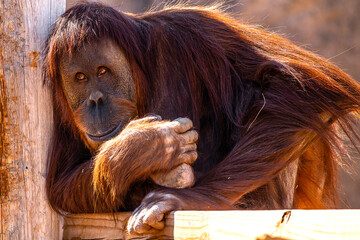 Portrait of an orangutang © SE Viera Photo