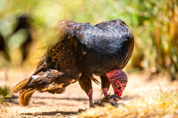 Turkey Vulture eating