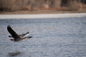 Naklejka premium When winter comes, geese forage freely, swim and fly in groups in the river.
