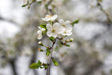 Fototapeta premium Blooming fruit tree on a blurred natural background.