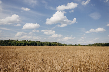 Naklejka premium Golden wheat field, forest belt and clear blue sky with clouds on a sunny day. Landscape