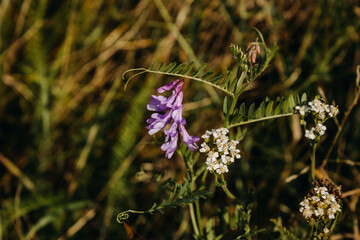 Pink and white wildflowers. beautiful colorful wildflower meadow. floral background. landscape with pink white flowers 