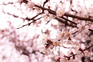 Obraz premium Beautiful branches of a flowering tree against a blue sky.Beautiful sakura flowers in the spring season in the park.texture of a floral pattern, natural background. Blossom trees. Macro.
