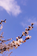 Beautiful branches of a flowering tree against a blue sky.Beautiful sakura flowers in the spring season in the park.texture of a floral pattern, natural background. Blossom trees. Macro.