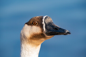 When winter comes, geese forage freely, swim and fly in groups in the river.