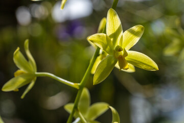 Triteleia ixioides flower