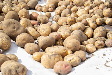 dug out potatoes lie and dry in the sun