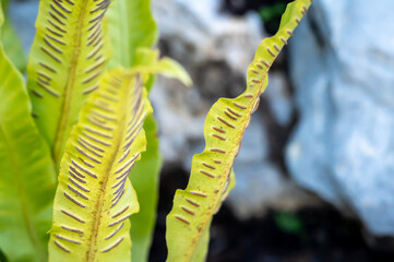 Sporangia on fern. Groupes de sporanges on fern leaves. Reproduction of olypodiopsida or Polypodiophyta.