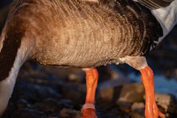 When winter comes, geese forage freely, swim and fly in groups in the river.