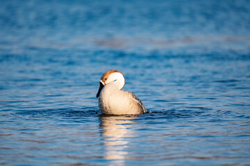 When winter comes, geese forage freely, swim and fly in groups in the river.
