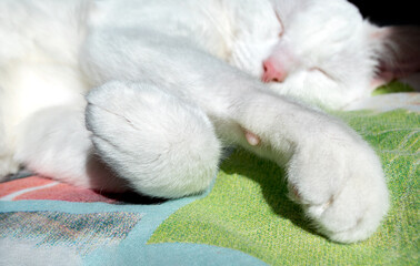 paws of a lying white cat