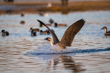 When winter comes, geese forage freely, swim and fly in groups in the river.