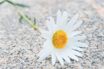 chamomile flower lies on a granite surface, a stone surface and a flower