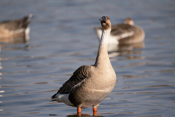 Obraz premium When winter comes, geese forage freely, swim and fly in groups in the river.