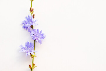 three chicory flowers on a white background, lilac chicory flowers