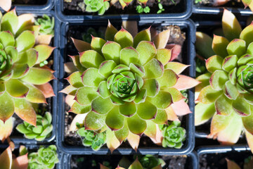 succulents plants are green in their cells