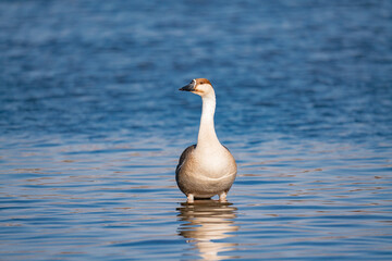 When winter comes, geese forage freely, swim and fly in groups in the river.