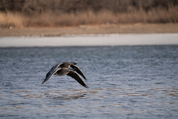 When winter comes, geese forage freely, swim and fly in groups in the river.
