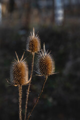 Obraz premium Dry inflorescences of a meadow plant on an autumn day. Dry inflorescences in the form of cones. Vertical image. Selective focus.