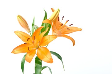 Studio shot of orange lily
