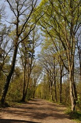 Fototapeta premium Communal forest of Saint-Pierre-Lès-Elbeuf